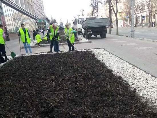 В Курске приступили к розокучеванию и обрезке роз на городских клумбах