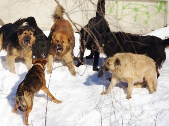 Чтобы не укусили оленей: в Сеяхе будут массово отлавливать бездомных псов в День оленевода