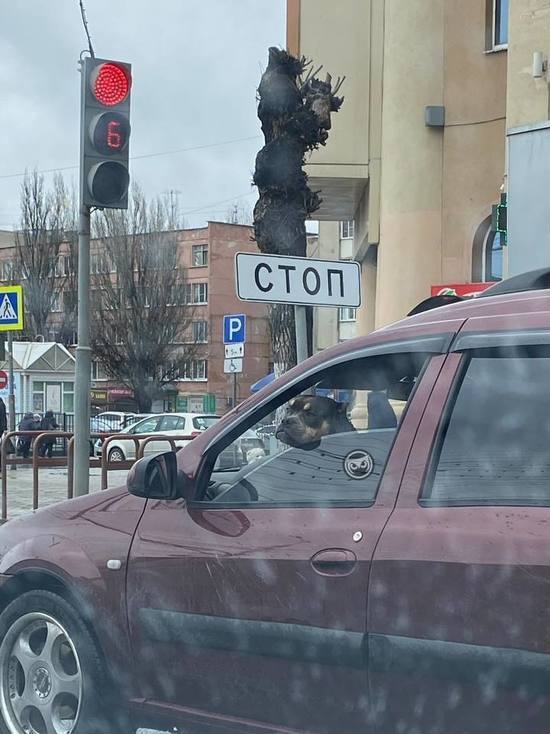 В Пензе за рулём автомобиля замечен ротвейлер