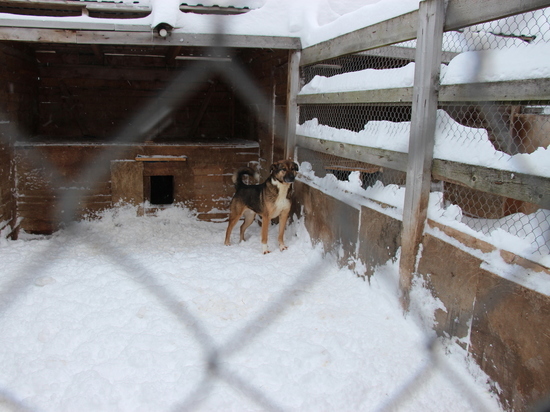 Приюту для животных в Северодвинске пригрозили выселением
