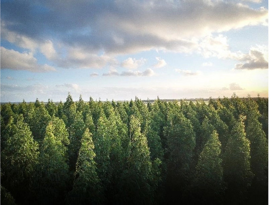 Рослесинфорг включил Чувашию в лидеры по сохранению лесов