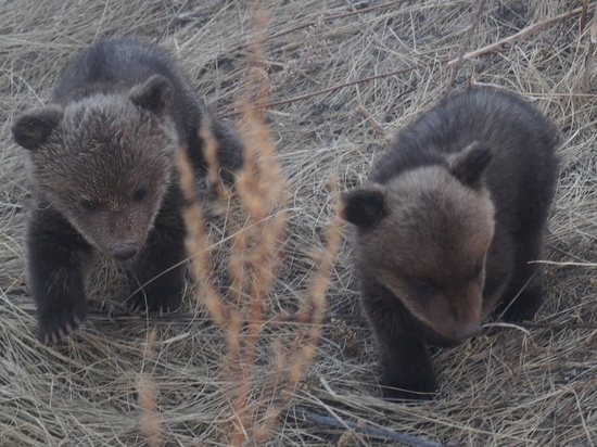 Тела двух медвежат нашли в микрорайоне Зелёная роща в Красноярске