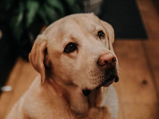 Полицейский помог новокузнечанке спасти ее отравившуюся на прогулке собаку
