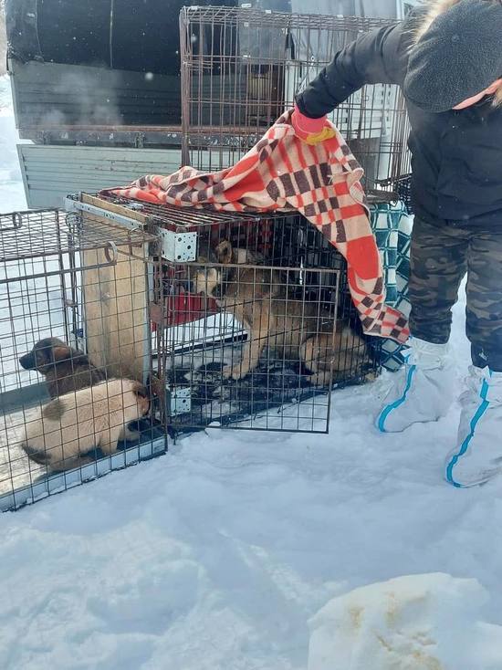 «Агрессивные собаки на улицу не вернутся»: после искусанной в Коротчаево девочки служба отлова прошерстила улицы