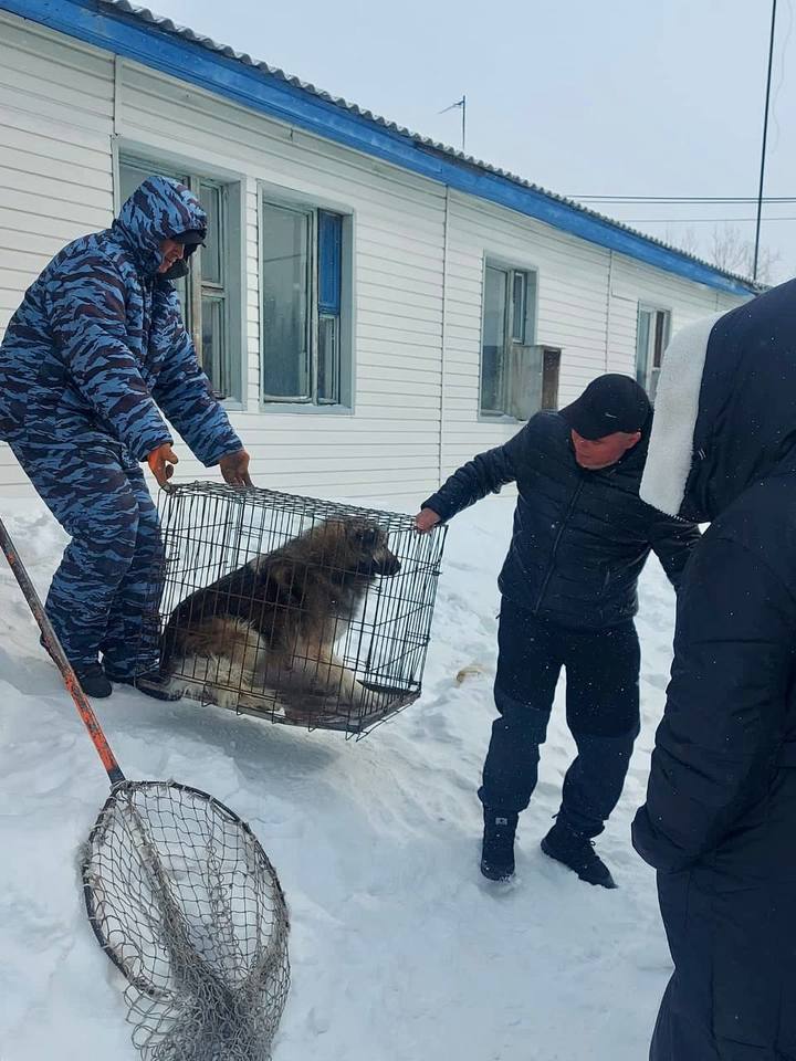 Телефон службы отлова собак