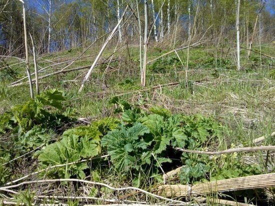 Жителям Курской области рассказали, как бороться с борщевиком Сосновского