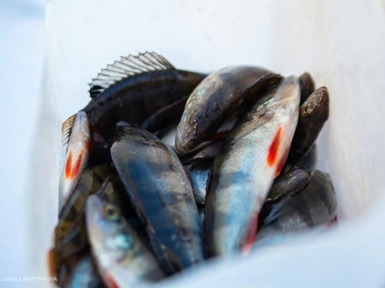 Выяснилось, сколько рыбы успели поймать компании Карелии в этом году