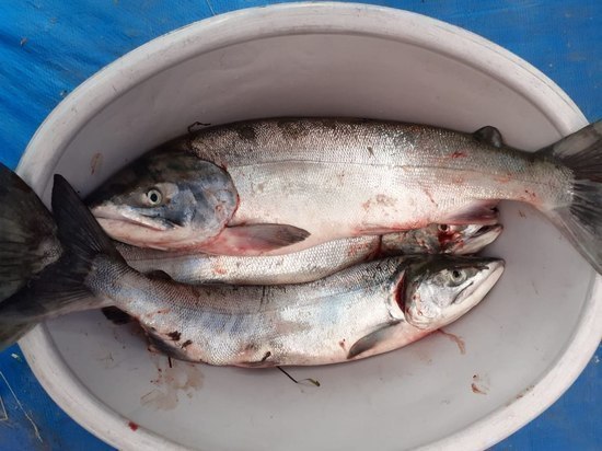 Ученые отследят влияние действующих ограничений на Сахалине на запасы лососей