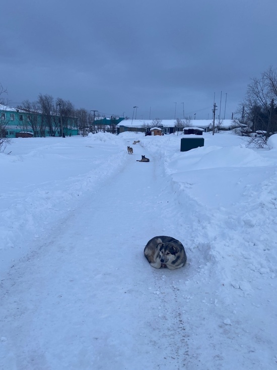 В Коротчаево укусившая девочку собака не попала в отлов и продолжила пугать людей