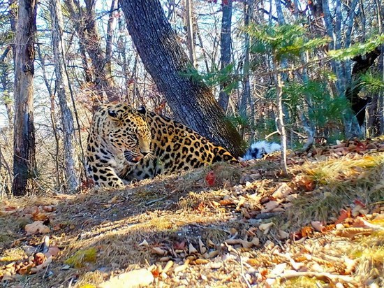 Новым хозяином территории приморского заповедника стал леопард Бархат