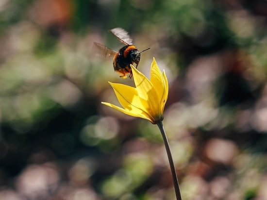 Пчелы укажут на приход весны: народные приметы на 14 апреля
