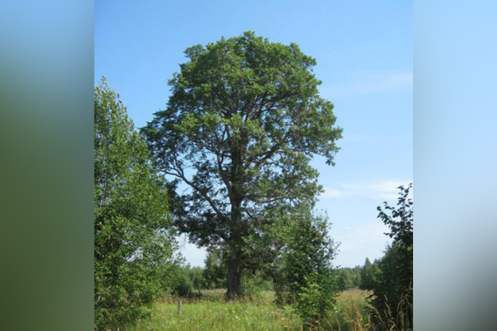 Вяз-долгожитель из Костромской области претендует на титул «уникального дерева России»