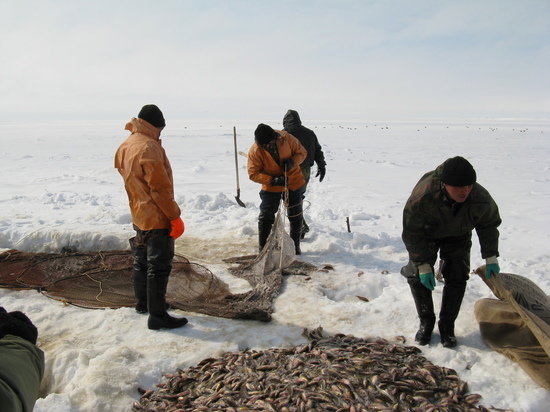 Рыбаки ЯНАО с начала 2023 года поймали 720 тонн рыбы