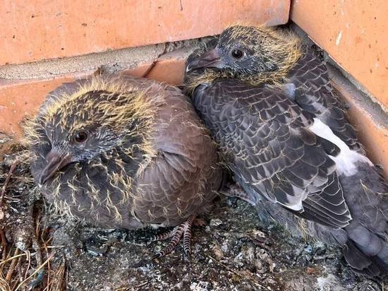 В ЖК «Город Набережных» в Химках жильцы заметили выводок голубей и утиную кладку