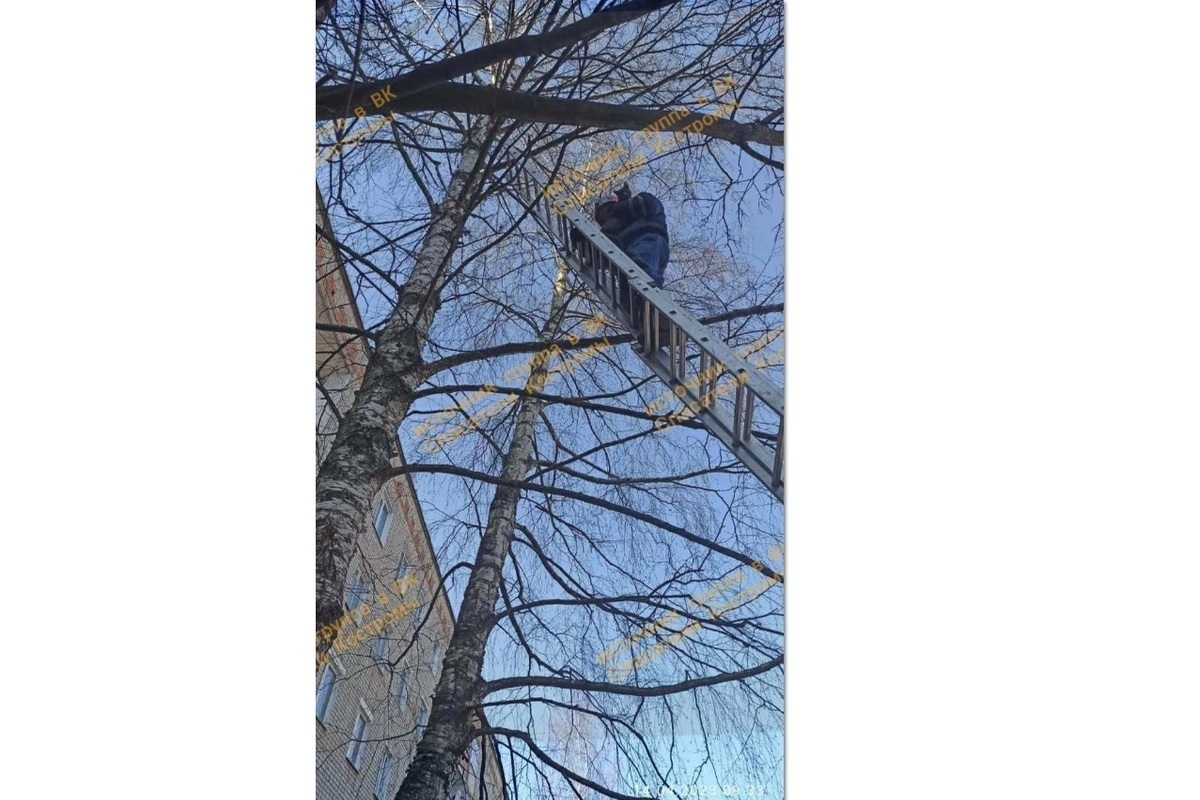 Костромские спасатели сняли с дерева орущую кошку