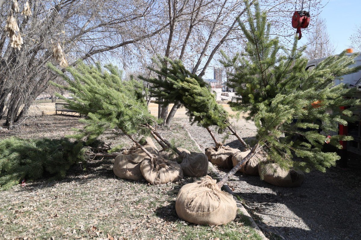 В Челябинске ко Дню Победы высадили кедровую рощу Pchela.news - Новости в Челяби