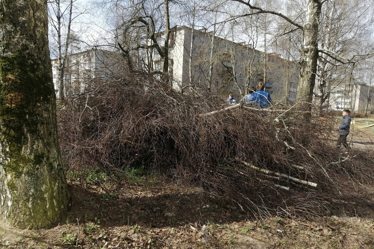 В Тверской области люди жалуются на спиленные деревья - МК Тверь