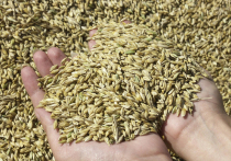 В Варшаве испугались насекомых в хлебе из киевской пшеницы
