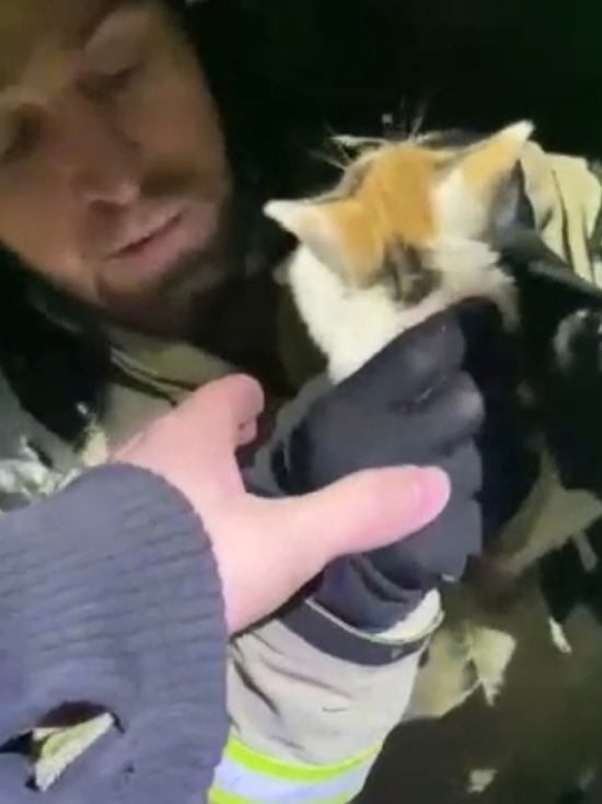 Спасатели Чечни вытащили из беды двух котят