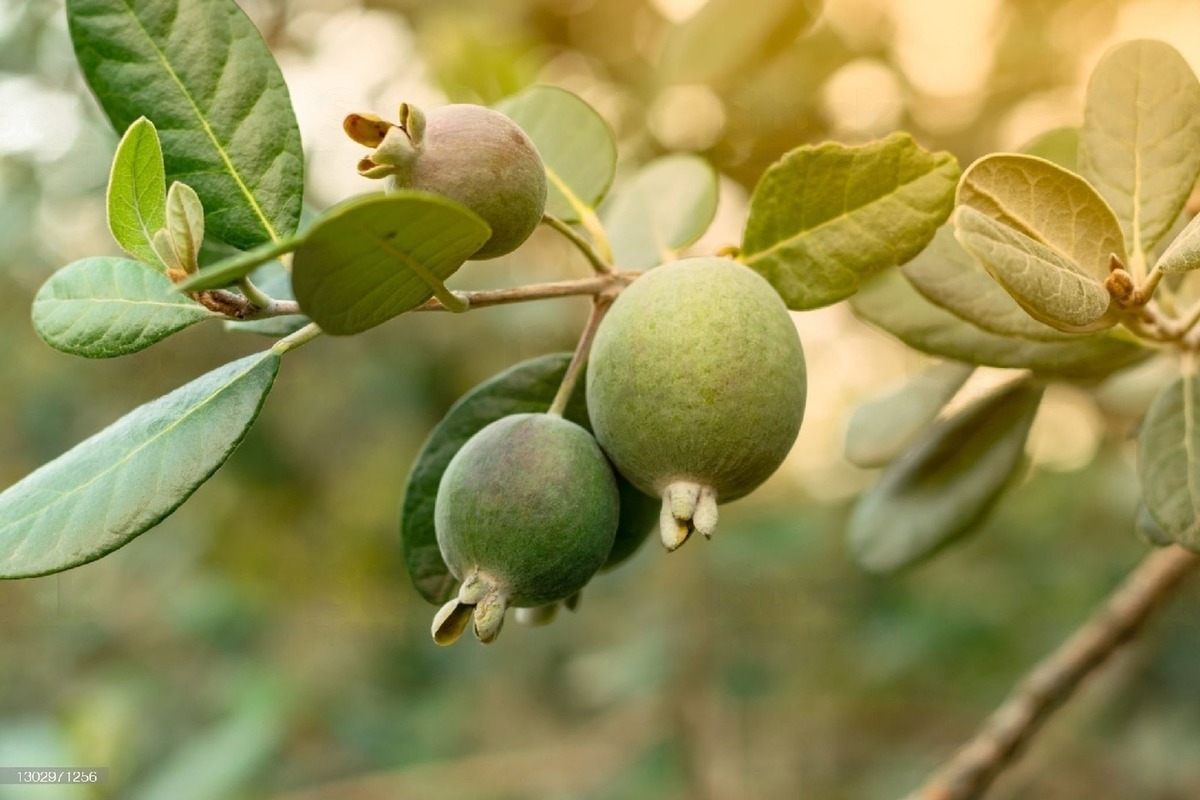 Фейхоа Селлова (Feijoa sellowiana o. Berg)