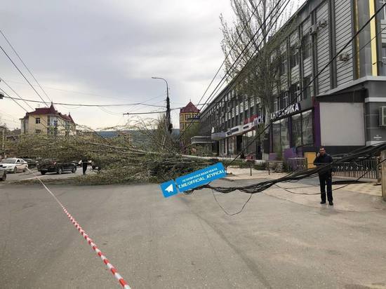 Дерево обрушилось в центре Махачкалы
