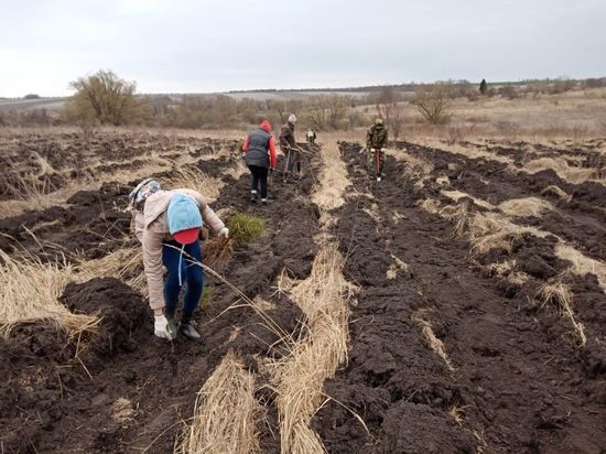 Больше 100 тысяч саженцев сосны посадили в Урицком районе Орловской области