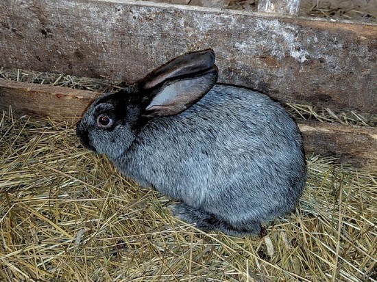 В Красноселькупском районе агрофирма начала разводить кроликов