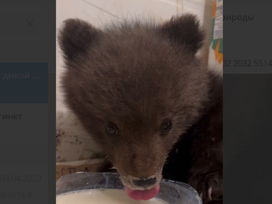 На трассе в Красноярском крае спасли крошечного медвежонка, оставшегося без медведицы