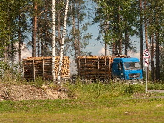 Про уничтожение леса в Карелии рассказали генеральному прокурору России