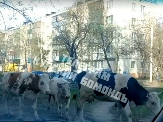 В Курске стадо коров атаковало автомобилистку в жилом квартале на улице Гагарина
