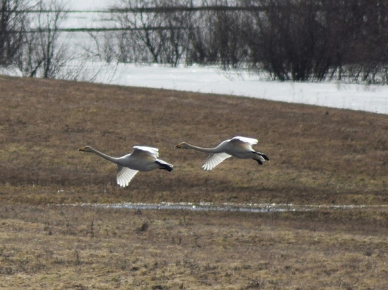 В Архангельскую область прилетели лебеди