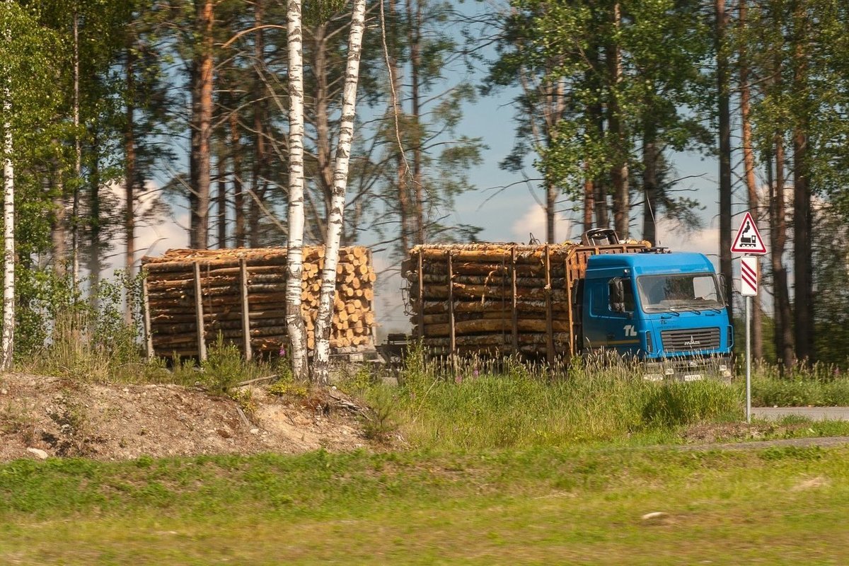 Про уничтожение леса в Карелии рассказали генеральному прокурору России -  МК Карелия