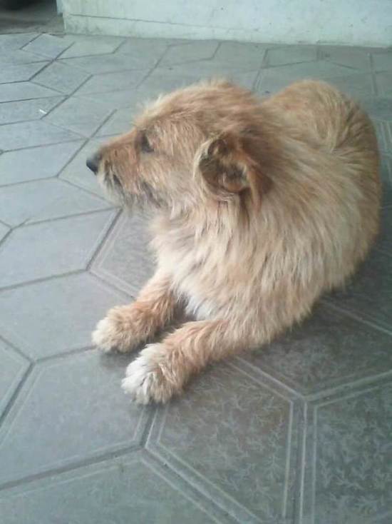 В Ноябрьске домашняя собака упала в яму с кипятком и погибла