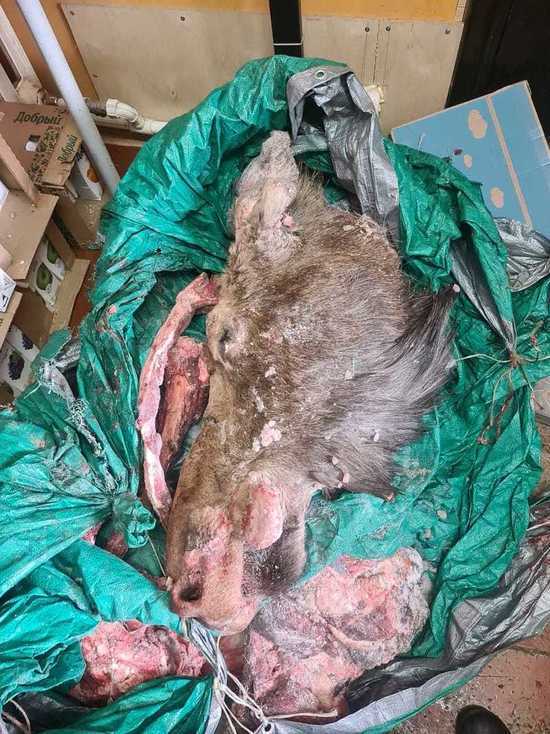 На Камчатке за убитого лося задержали браконьера