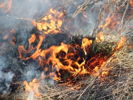 В выходные в Чувашии случился первый лесной пожар