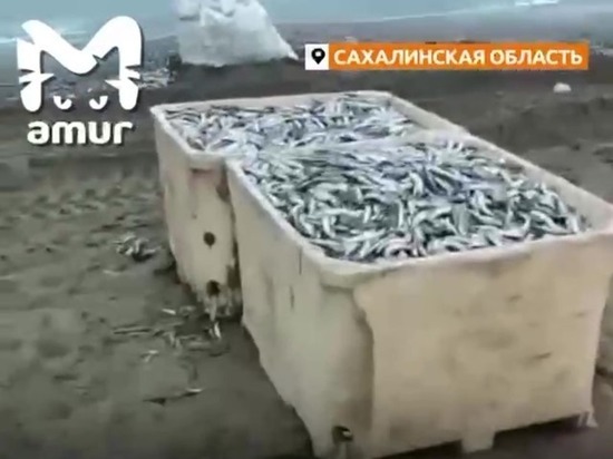 Пляжи на Сахалине «утонули» в тухлой мойве