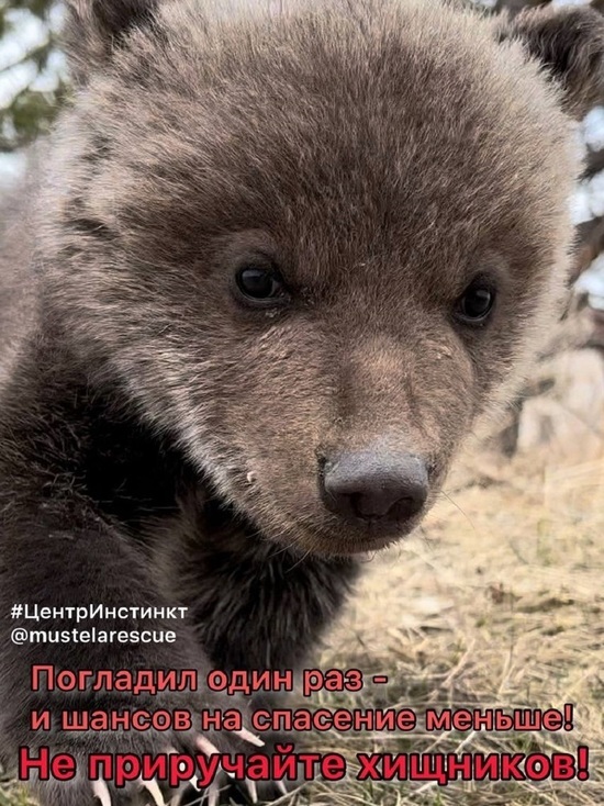 В Красноярске семейная пара держала в квартире медвежонка ради забавы