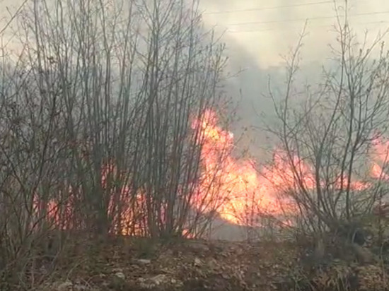 Большой пожар из-за пала травы зафиксировали под Псковом