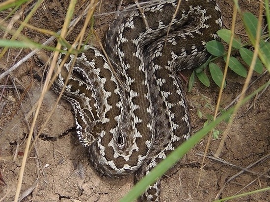 В Крыму есть змеи и пауки, но яд их не смертелен