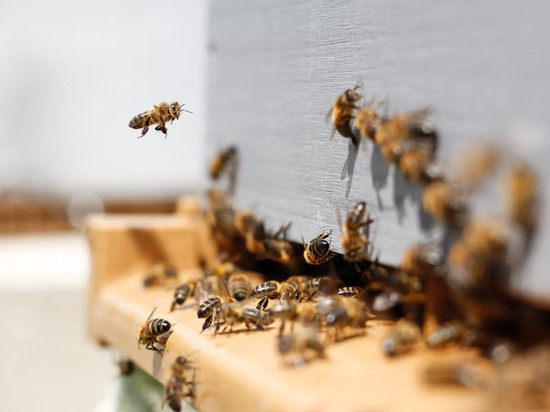 В Удмуртии опровергли информацию о массовой гибели пчел в Граховском районе