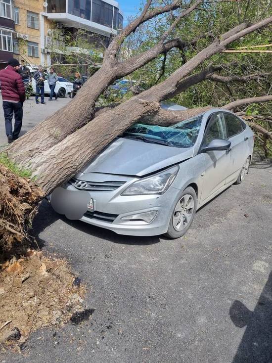 Дерево в Махачкале упало на машину