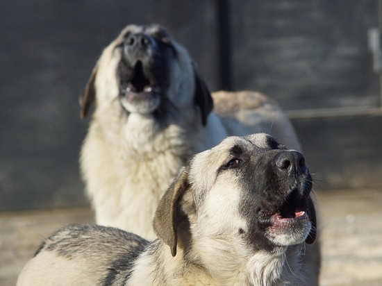 Гладков поручил усилить защиту белгородцев от собак после трагедии в Оренбурге