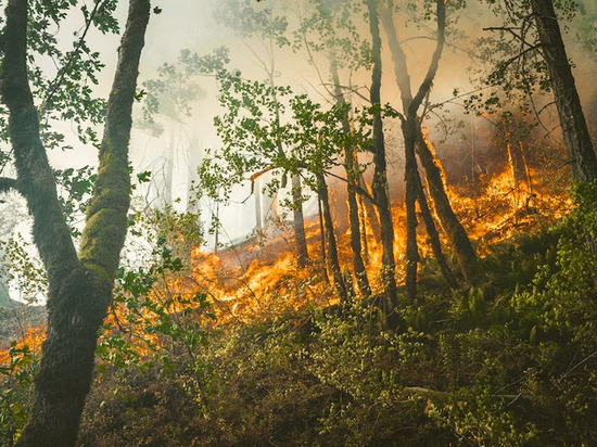 Площадь ландшафтных пожаров с начала года более, чем в 10 раз, превысила показатели за 2022 год
