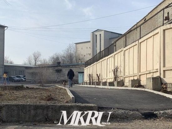 Ребёнка увезли в больницу после нападения бездомных собак в Чите