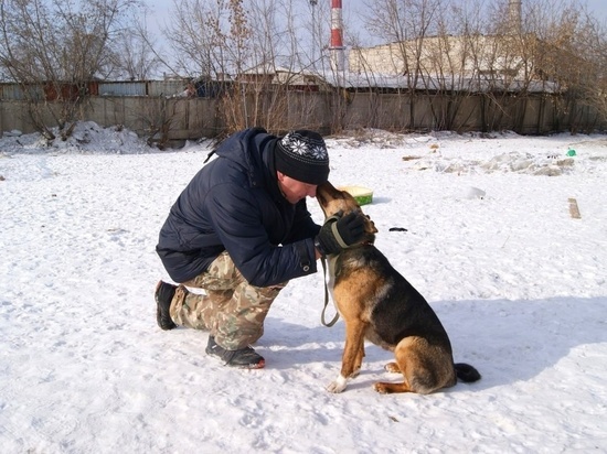 Известный ведущий из Красноярска выступил против эвтаназии бездомных собак