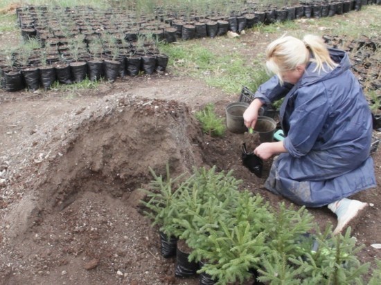 Какие деревья выращивают для лесных массивов и городских скверов в Севастополе