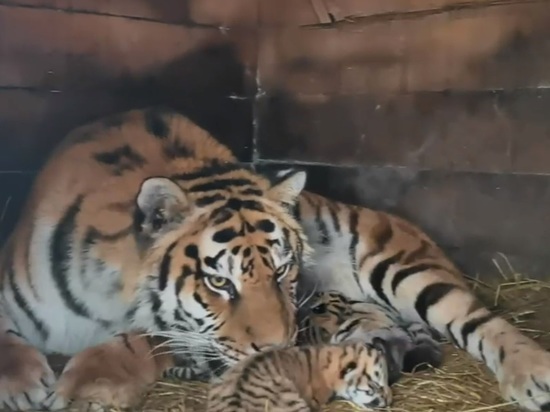 В барнаульском зоопарке тигрица и львица одновременно стали мамами на Пасху