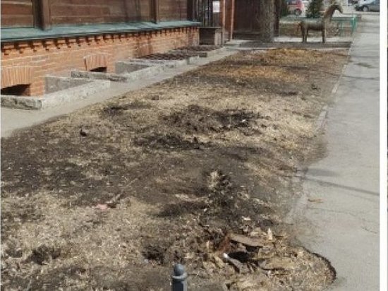 В Новосибирске жители дома на улице 1905 года пожаловались на спил деревьев