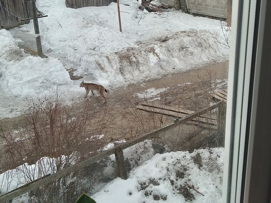 Увлекательные прогулки по Медвежьегорску закончились для рыси отловом