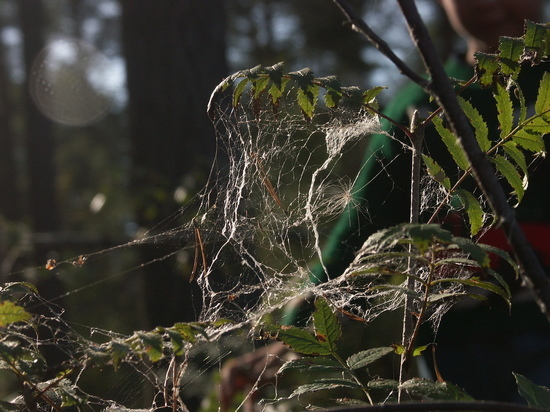Пауки-вязальщики проснулись в лесах Подмосковья
